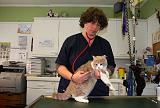 BRITISH SHORTHAIR - AUSCULTATION 006